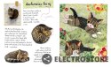 Nasza księgarnia Książeczka Księgarnia Mały atlas kotów i kociaków Ewy i Pawła Pawlaków